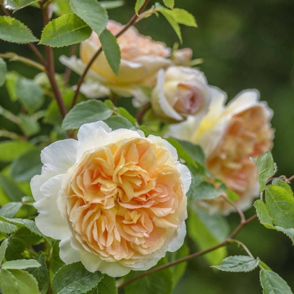 バスシーバ裸苗 - Bathsheba (Auschimbley) – David Austin Roses Japan