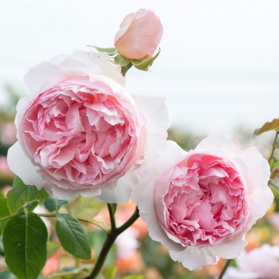ザ・ウェッジウッド・ローズ 鉢苗 - THE WEDGWOOD Rose (Ausjosiah)