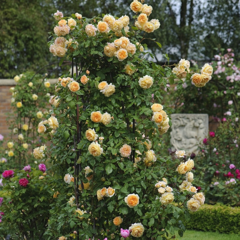 クラウン・プリンセス・マルガリータ 鉢苗 - Crown Princess Margareta Potted (Auswinter) – David  Austin Roses Japan