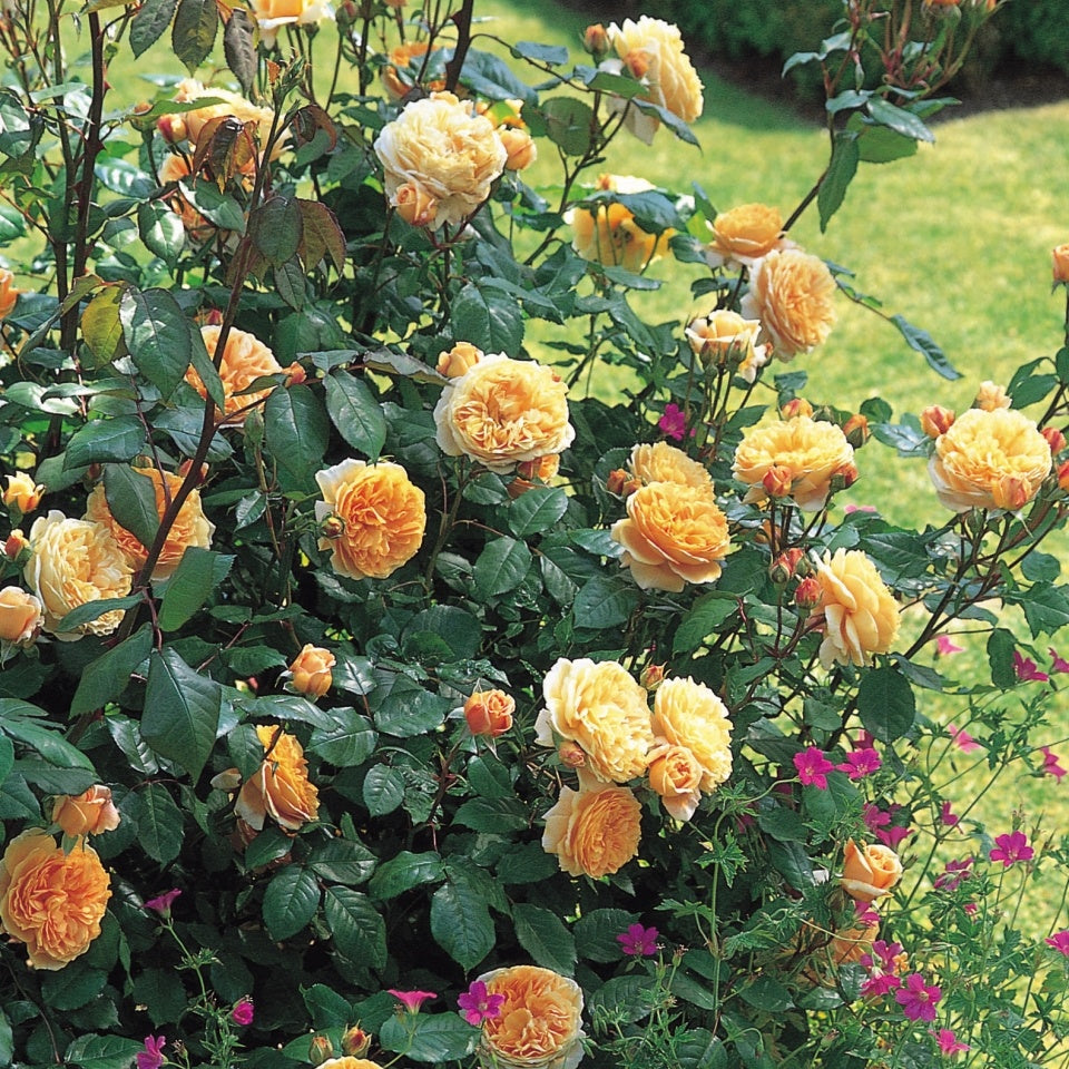 クラウン・プリンセス・マルガリータ 鉢苗 - Crown Princess Margareta Potted (Auswinter) – David  Austin Roses Japan