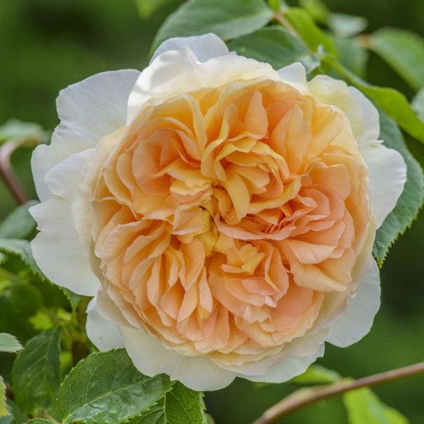 バスシーバ 鉢苗 - Bathsheba Potted (Auschimbley) – David Austin Roses Japan