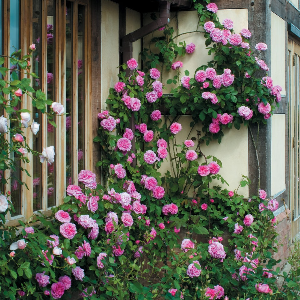 ガートルード・ジェキル裸苗 - Gertrude Jekyll (Ausbord) – David Austin Roses Japan