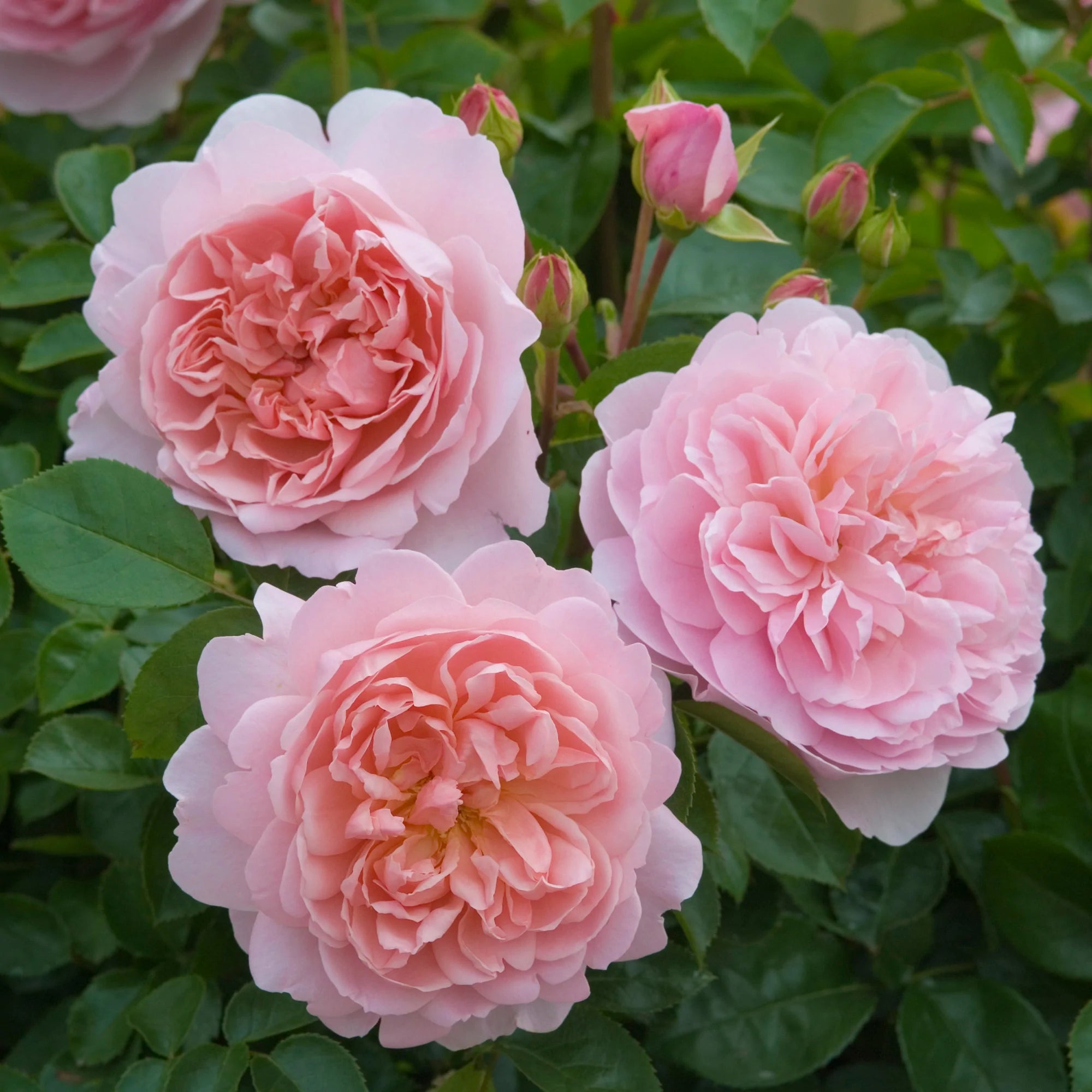 ワイルドイブ™裸苗 - Wildeve™ (Ausbonny) – David Austin Roses Japan