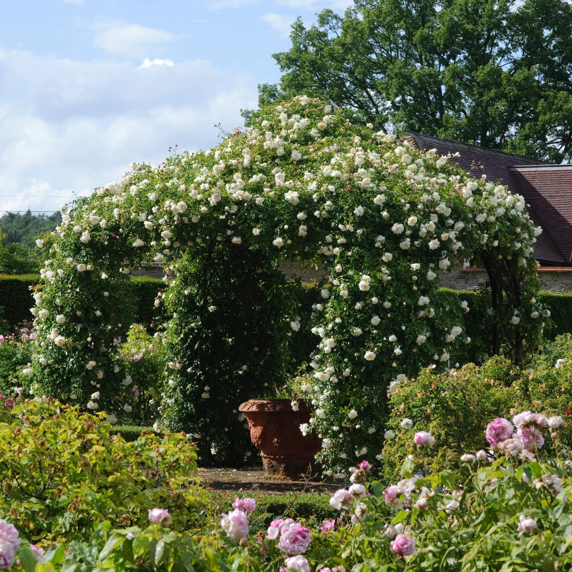 アルベリック・バルビエ 裸苗 - Albéric Barbier – David Austin Roses