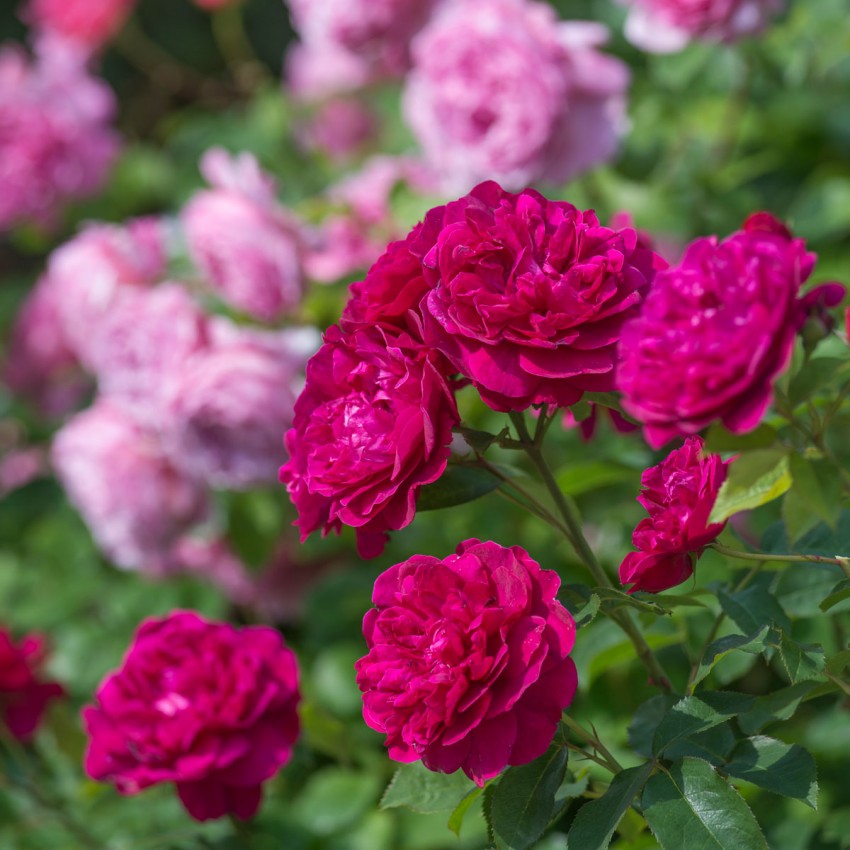 ダーシー・バッセル 裸苗 - Darcey Bussell (Ausdecorum) – David Austin Roses Japan