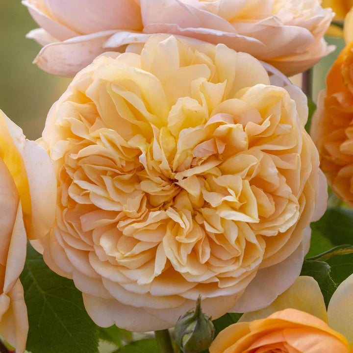 ブリング・ミー・サンシャイン 裸苗 - Bring Me Sunshine (Ausernie) – David Austin Roses Japan