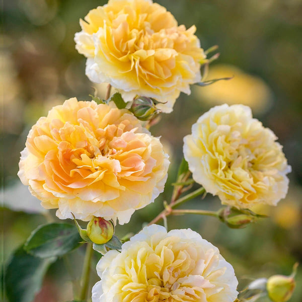 モリニュー 鉢苗 - Molineux Potted (Ausmol) – David Austin Roses