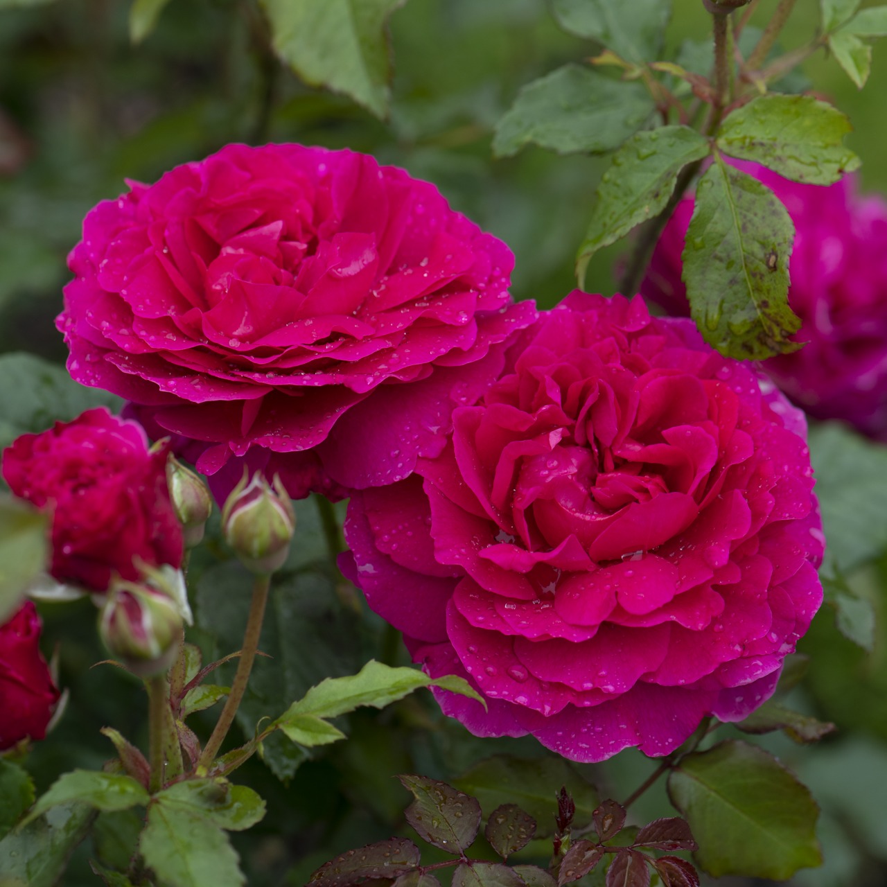 深いピンク – タグ 形式:バラ – David Austin Roses Japan